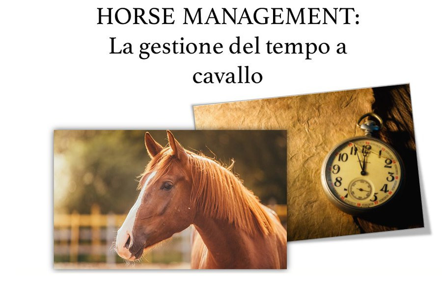 Horse Management